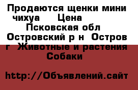 Продаются щенки мини чихуа,  › Цена ­ 10 000 - Псковская обл., Островский р-н, Остров г. Животные и растения » Собаки   